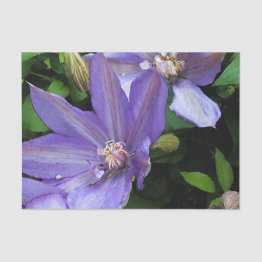 Paarse morning Glory Flower Tissuepapier (Voorkant)