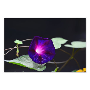 Paarse Morning Glory - Opa Ott's Foto Afdruk
