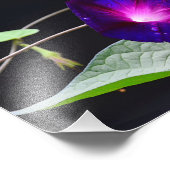 Paarse Morning Glory - Opa Ott's Foto Afdruk (Hoek)