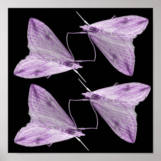 Paarse moth Art Print (Voorkant)