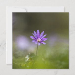 Paarse Natuur voorbloem Fotokaart