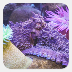 Paarse octopussticker voor de blauwe oceaan vierkante sticker