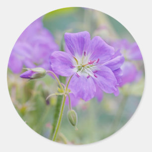 Paarse Ooievaarsbek Wilde Bloem Droomachtige Natuu Ronde Sticker