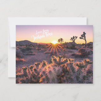 Paarse Oranje Cholla Cactus Joshua Tree Sunset Briefkaart