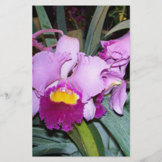 Paarse Orchid