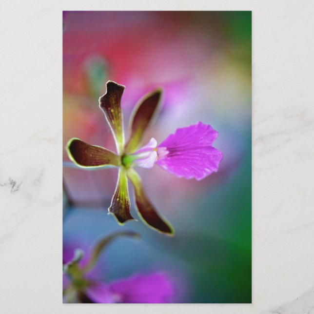 Paarse Orchid (Voorkant)