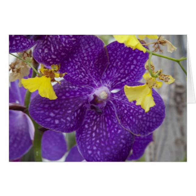 Paarse Orchid (Voorkant Horizontaal)