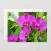 Paarse Orchid Briefkaart (Voorkant / Achterkant)