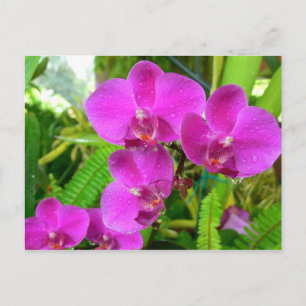 Paarse Orchid Briefkaart