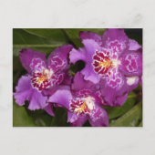 Paarse Orchid Briefkaart (Voorkant)
