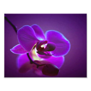 Paarse Orchid Foto Afdruk