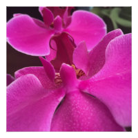 paarse orchidee foto
