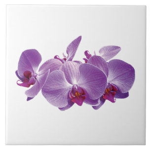 Paarse Orchidee Trio Tegeltje