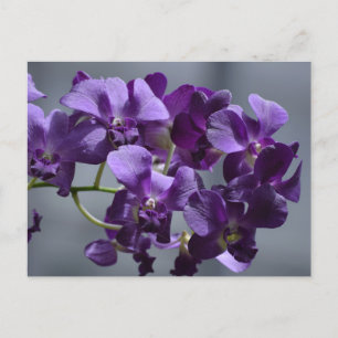 Paarse Orchideeën Ansichtkaart Briefkaart