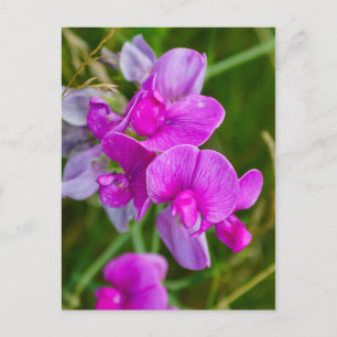 Paarse orchideeën briefkaart