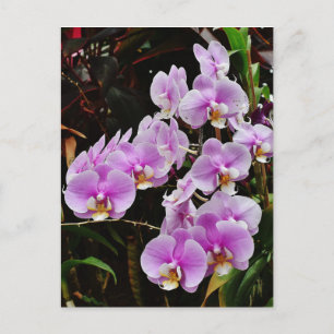 Paarse orchideeën briefkaart