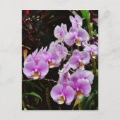 Paarse orchideeën briefkaart (Voorkant)
