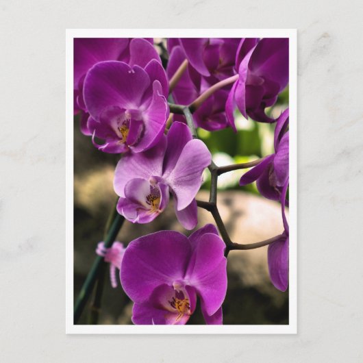 paarse orchideeën briefkaart (Voorkant)