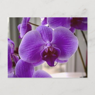 Paarse orchideeën briefkaart