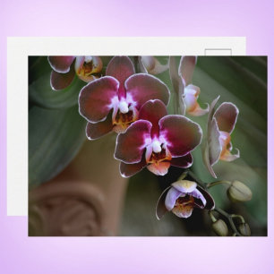 Paarse Orchideeën Fotografische Botanische Briefkaart