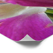 Paarse orchideeën Poster afdrukken (Hoek)