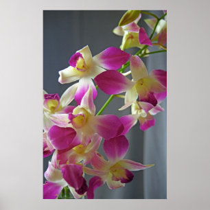 Paarse orchideeën Poster afdrukken