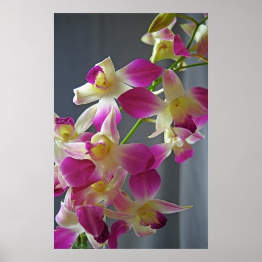 Paarse orchideeën Poster afdrukken (Voorkant)