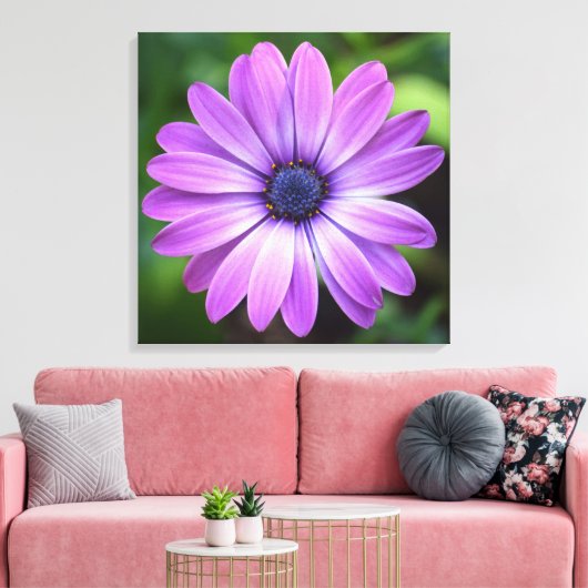 Paarse Osteopermum Canvas Afdrukken (Insitu (Woonkamer))