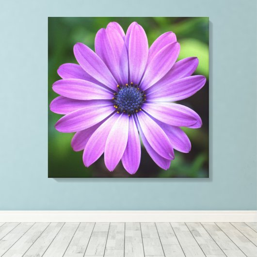 Paarse Osteopermum Canvas Afdrukken (Insitu (Houten vloer))