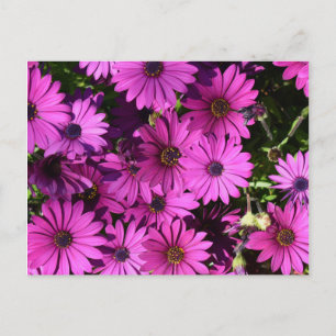 Paarse Osteospermbloemen Briefkaart