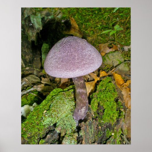 Paarse paddenstoel op Mossy Log Poster (Voorkant)