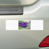 Paarse Pansies Bumpersticker (Op auto)