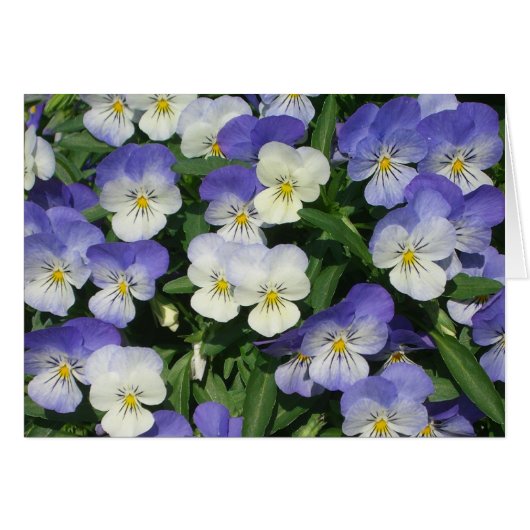Paarse Pansies Garden Floral (Voorkant Horizontaal)