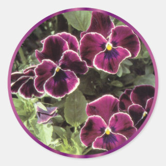 Paarse Pansies Ronde Sticker