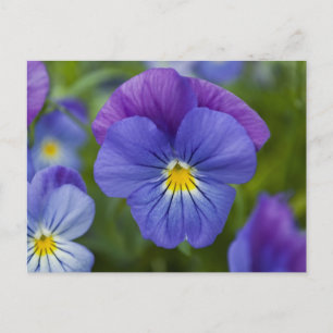 Paarse Pansy Briefkaart