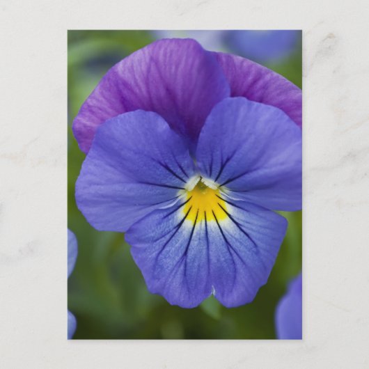 Paarse Pansy Briefkaart (Voorkant)
