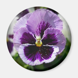 Paarse Pansy close-up Magneet