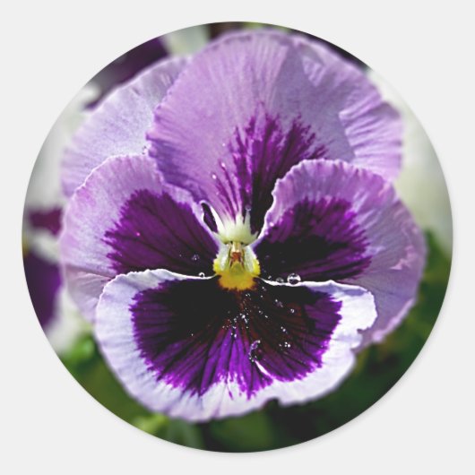 Paarse Pansy close-up Ronde Sticker (Voorkant)
