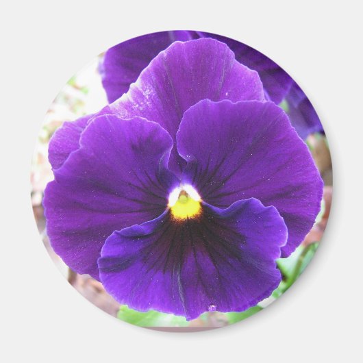 Paarse Pansy Magneet (Voorkant)