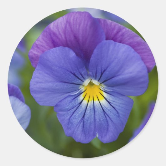 Paarse Pansy Ronde Sticker (Voorkant)