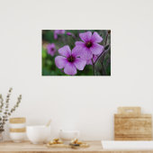 Paarse papaver poster (Keuken)