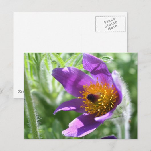 Paarse Pasque Bloem Foto Briefkaart (Voorkant / Achterkant)