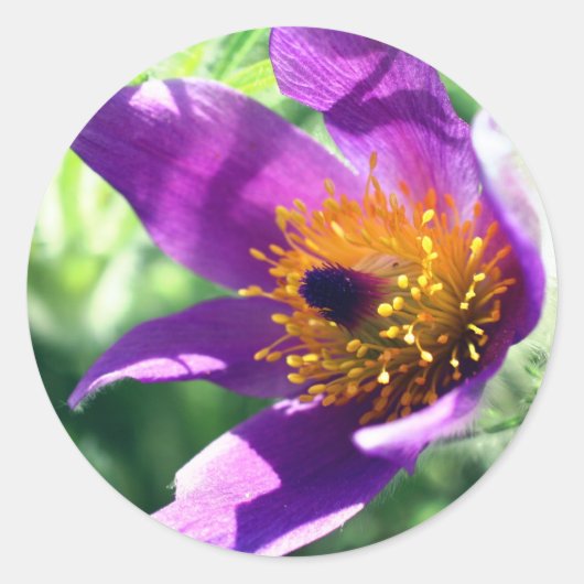 Paarse Pasque Flower Ronde Sticker (Voorkant)