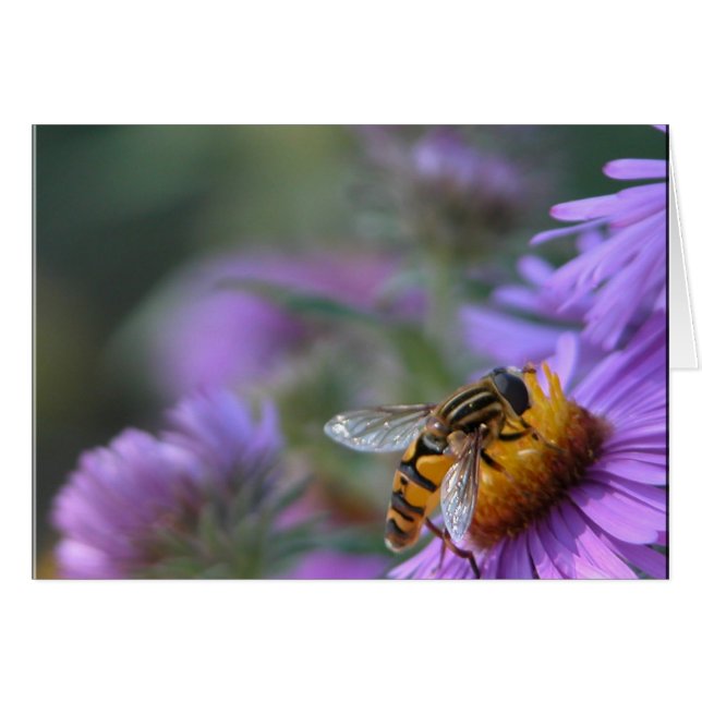 Paarse Passie (Voorkant Horizontaal)