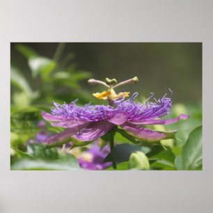 Paarse Passie Bloem Natuur Poster