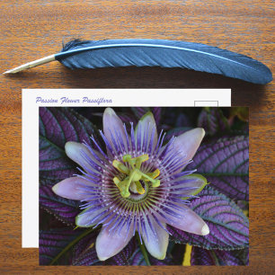 Paarse Passiflora en Perzisch Schild Fotografisch Briefkaart
