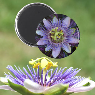 Paarse Passiflora Passion Flower Magneet