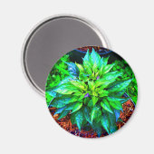 paarse pequinepeper magneet (Voorkant / Achterkant)