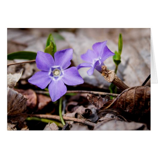 Paarse Periwinkle Flowers Kaart (Voorkant Horizontaal)