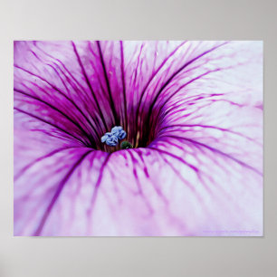 Paarse Petunia Bloem Fotografische Art Print
